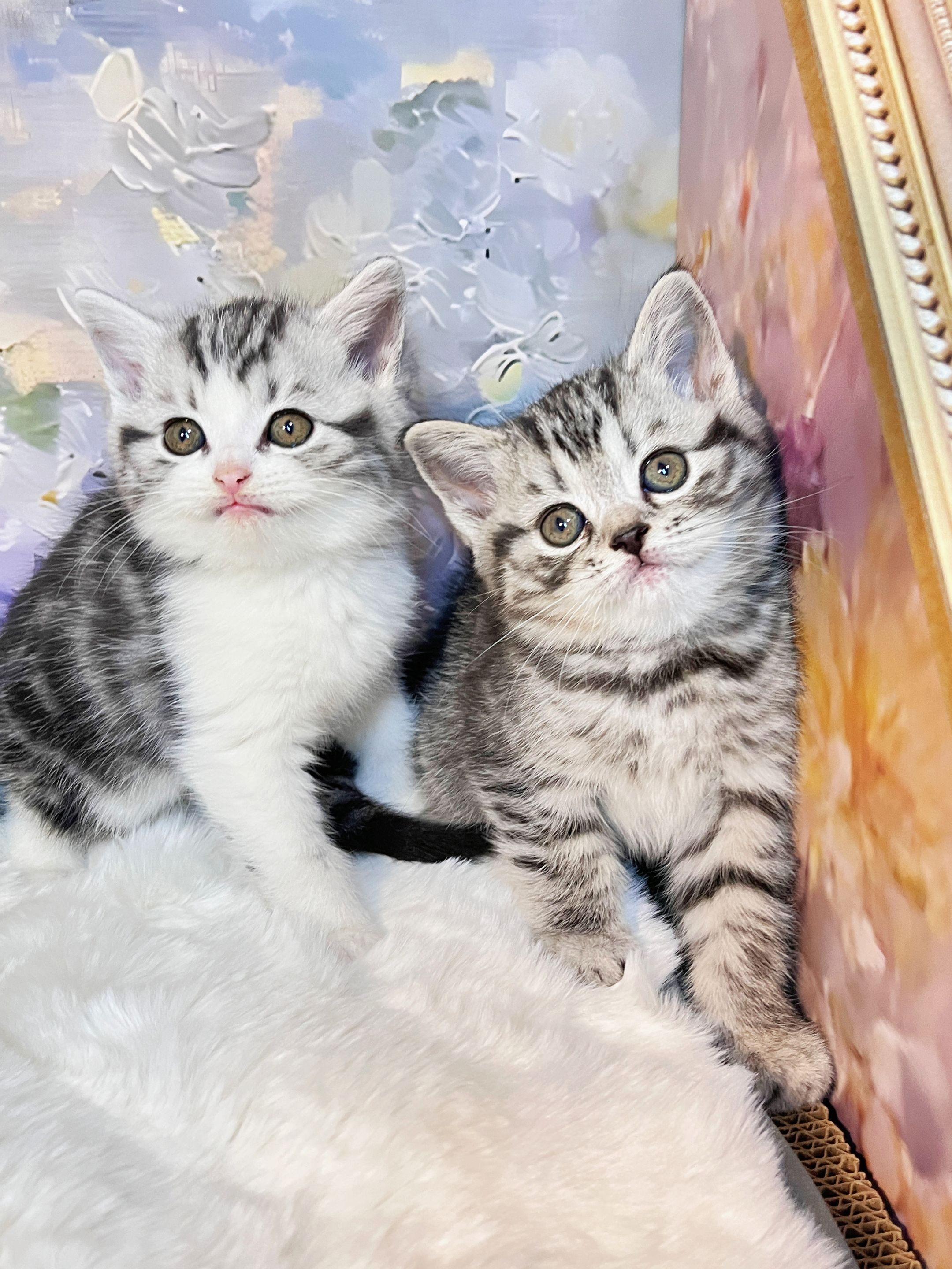 虎斑起司加白猫